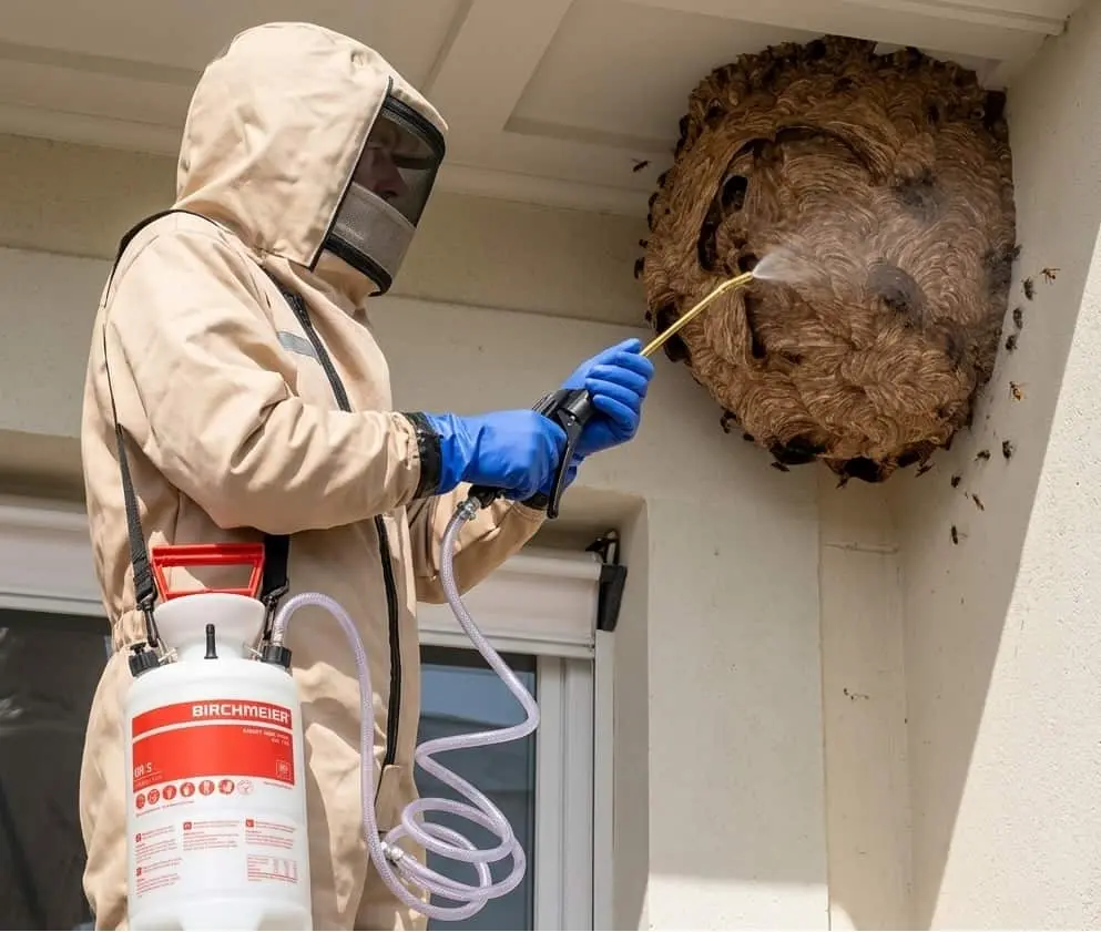 Destruction de nid de guêpes et frelons à Chalon-sur-Saône